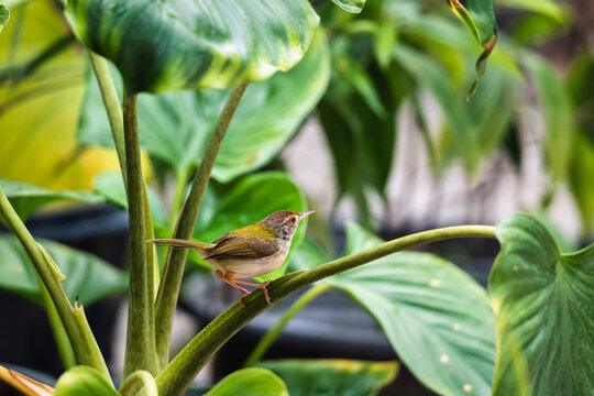 Tiny Common Tailorbird or Orthotomus sutorius perching on branch in the garden