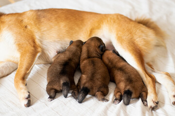 Cute dog of breed Shiba Inu mom with her puppies. Three puppies eat milk and happy mother shiba inu. Red shiba inu dogs. Japanese shiba inu dog