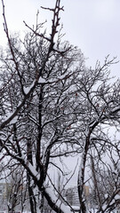 Tree branches silhouette in winter park