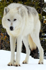 White wolf in snow, staring.