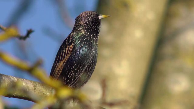 A starling on a branch, with audio