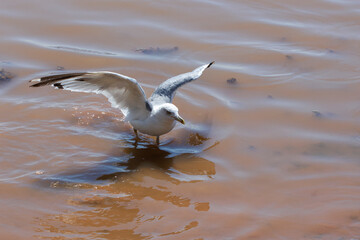 seagull in the sea