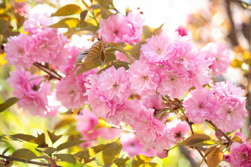 オーガンジーのような花びらの美しい八重桜
