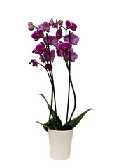 Fototapeta na wymiar Close up pink orchid Pretoria (Phalaenopsis) in a white pot with many flowers. Isolated on white background.