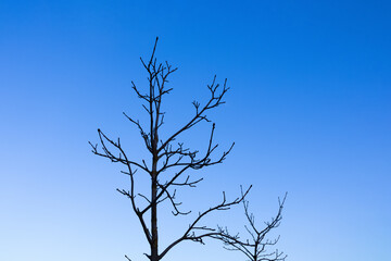 Bare tree branches against blue sky