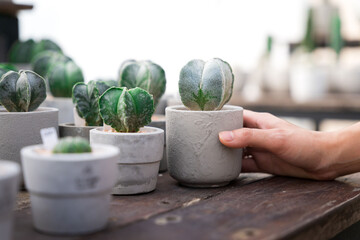 A woman's hand is holding a diamond cylinder to care for it to grow. In her cactus nursery