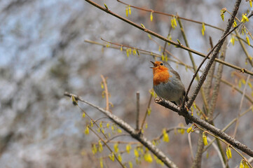  European robin redbreast sing ,sitting at the branch of spring yellow flowering bush. Birds outdoors photo. 
