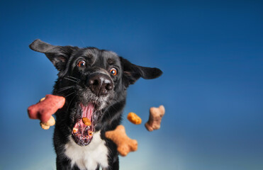 cute border collie catching a handful of treats outside