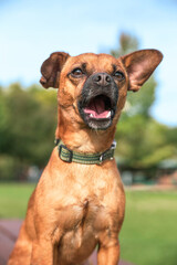 Obraz premium cute chiweenie mix at a local park