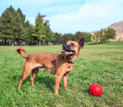 cute chiweenie mix at a local park
