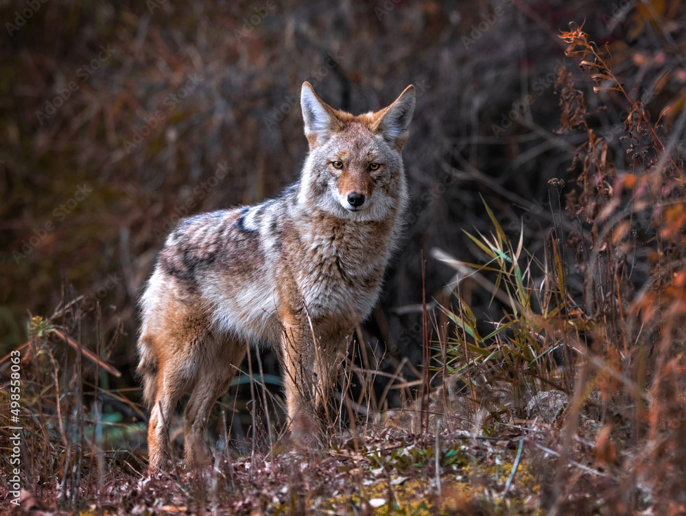 Wall mural beautiful photo of a wild coyote out in nature