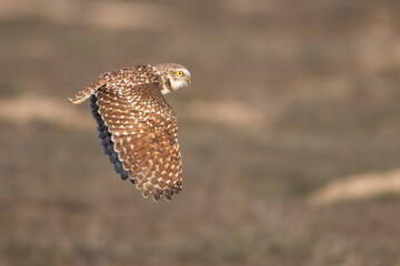 burrowing owl out in nature