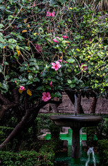 Fotograf&iacute;as de exterior, animales y tartas