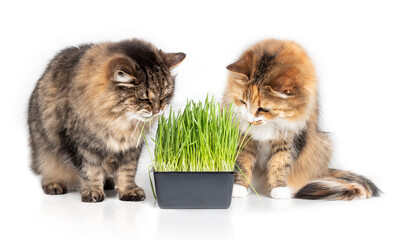 Two cats with cat grass, isolated. Senior tabby cat and calico cat sitting next to the fresh green...