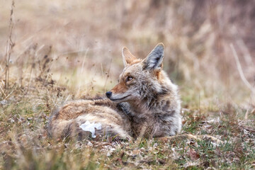 Beautiful photo of a wild coyote out in nature with trash on its tail