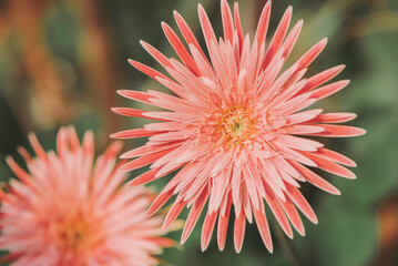 beautiful pink flowers.