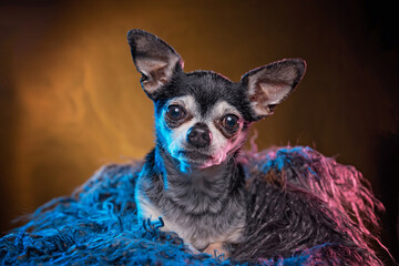 cute chihuahua laying in fur in a studio shot isolated on a colorful background