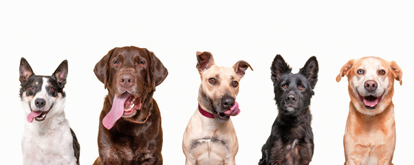 studio shot of a group of various dogs on an isolated background