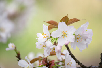 若葉が茶色の美しい山桜