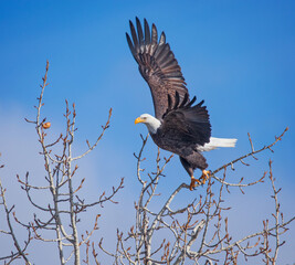 american bald eagle