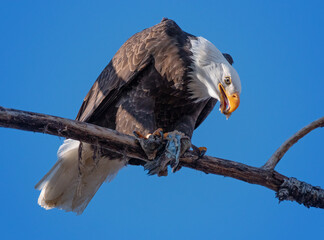 american bald eagle