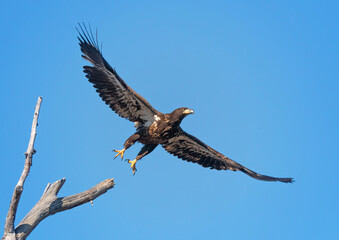 american bald eagle