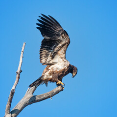american bald eagle