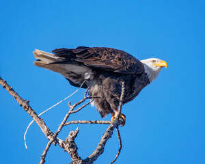 american bald eagle