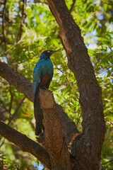 Lamprotornis caudatus