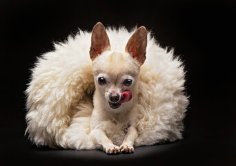 cute chihuahua laying in fur with his tongue hanging  in a studio shot isolated on a black background