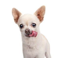 studio shot of a cute dog on an isolated background