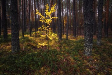 autumn forest in the morning