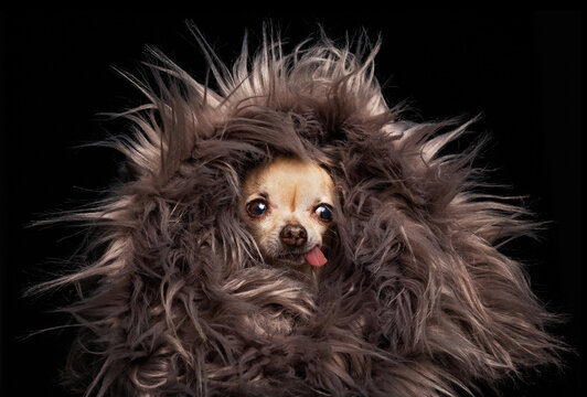 cute chihuahua wrapped in fur with his tongue hanging in a studio shot isolated on a black background