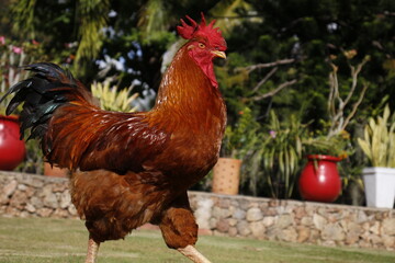 Gallo criollo
