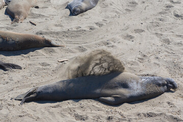 seal on the beach