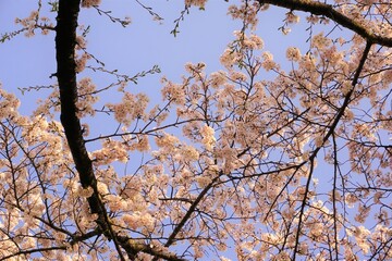 桜