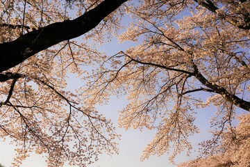 桜　空