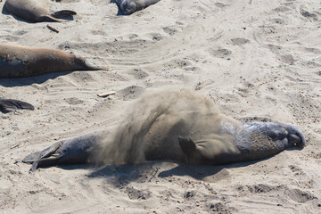 seal on the beach