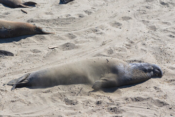seal on the beach