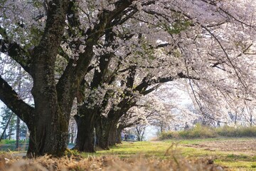 Fototapeta premium 桜並木
