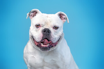 studio shot of a cute dog on an isolated background