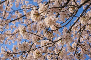 桜　空