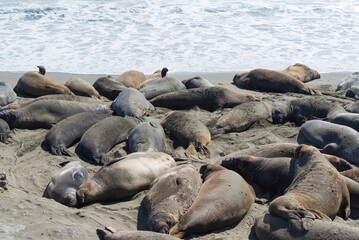 seal on the beach