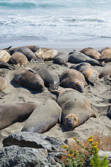 seal on the beach