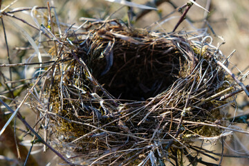 Empty bird's nest on a thorn tree in spring in Ukraine. Close up. 
