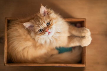 British long hair tubby kitten in a box