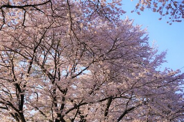 桜　春