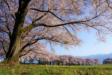 桜並木