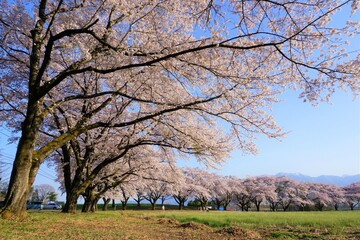 桜並木