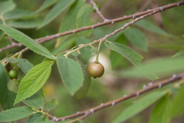 almost ripe cherry